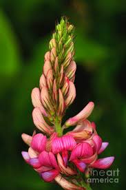 Image result for Onobrychis viciifolia