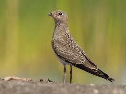 Image result for Glareola pratincola