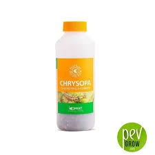 Attēlu rezultāti vaicājumam “Chrysopa”