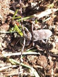 Attēlu rezultāti vaicājumam “Acanthocinus aedilis”