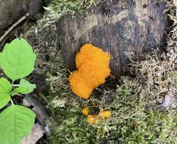 Attēlu rezultāti vaicājumam “Tubifera montana”