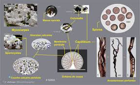 Attēlu rezultāti vaicājumam “Diderma cingulatum”