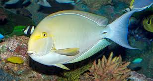 Image result for Acanthurus xanthopterus
