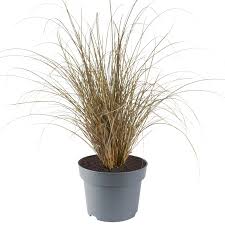 Attēlu rezultāti vaicājumam “Carex x bakkeriana”