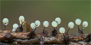 Attēlu rezultāti vaicājumam “Lamproderma gulielmae”