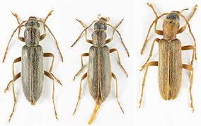 Attēlu rezultāti vaicājumam “Oedemeridae”