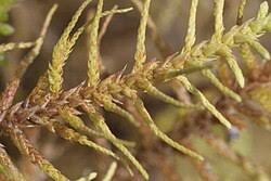 Attēlu rezultāti vaicājumam “Abietinella abietina”