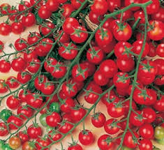 Afbeeldingsresultaat voor millionaire tomato