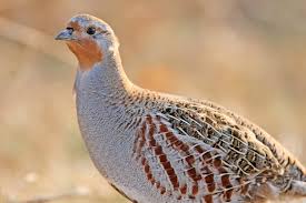 Attēlu rezultāti vaicājumam “Perdix perdix”