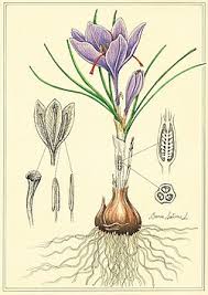 Attēlu rezultāti vaicājumam “Crocus”