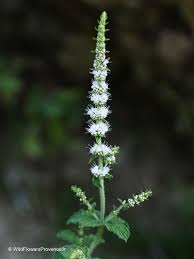 Attēlu rezultāti vaicājumam “Mentha longifolia”