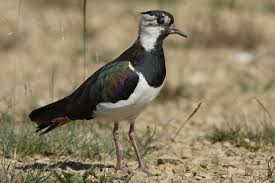 Attēlu rezultāti vaicājumam “Vanellus vanellus”