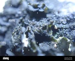 Attēlu rezultāti vaicājumam “Leptogium saturninum”