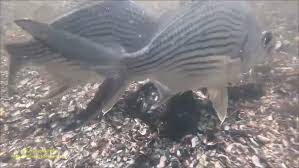 Image result for Eugerres plumieri