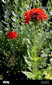 Attēlu rezultāti vaicājumam “Silene chalcedonica”