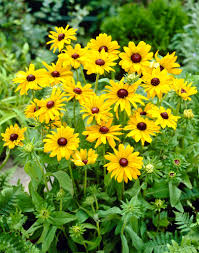 Attēlu rezultāti vaicājumam “Rudbeckia hirta var. hirta”