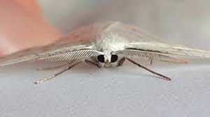 Attēlu rezultāti vaicājumam “Cabera pusaria”