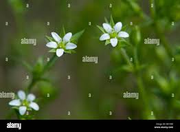 Attēlu rezultāti vaicājumam “Arenaria serpyllifolia leaf”