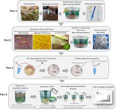 Attēlu rezultāti vaicājumam “Trachyspora intrusa”