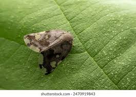 Attēlu rezultāti vaicājumam “Incurvaria praelatella”