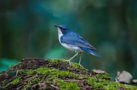 Image result for Luscinia cyane