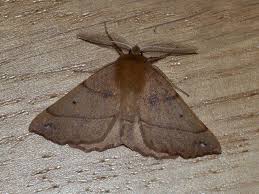 Attēlu rezultāti vaicājumam “Colotois pennaria”