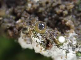 Attēlu rezultāti vaicājumam “Colloderma oculatum macro”