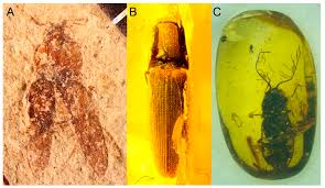 Attēlu rezultāti vaicājumam “Elateridae”