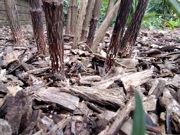 Attēlu rezultāti vaicājumam “Physarum pseudoalexandrowiczii”