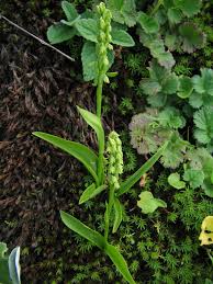 Attēlu rezultāti vaicājumam “Herminium monorchis fruit”