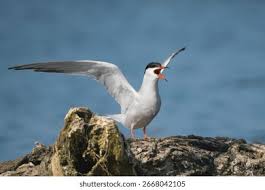 Attēlu rezultāti vaicājumam “Sterna”