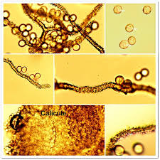 Attēlu rezultāti vaicājumam “Stemonitis virginiensis”
