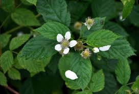 Attēlu rezultāti vaicājumam “Rubus nessensis”