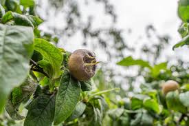 Attēlu rezultāti vaicājumam “Mespilus germanica leaf”