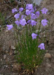 Attēlu rezultāti vaicājumam “Campanula rotundifolia leaf”