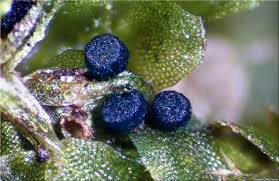 Attēlu rezultāti vaicājumam “Calypogeia azurea macro”