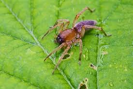 Attēlu rezultāti vaicājumam “Xysticus bifasciatus female”