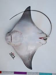 Image result for Rhinoptera brasiliensis