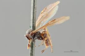 Attēlu rezultāti vaicājumam “Euura brevicornis”