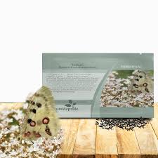 Attēlu rezultāti vaicājumam “Sedum acre fruit”