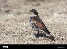 Image result for Turdus naumanni