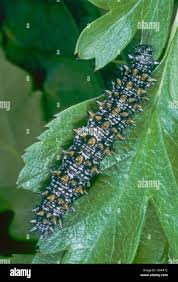 Attēlu rezultāti vaicājumam “Mellicta athalia larva”