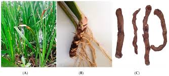 Image result for Acorus calamus