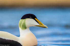 Attēlu rezultāti vaicājumam “Somateria mollissima juvenile”