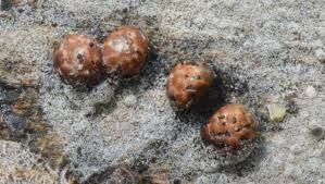 Attēlu rezultāti vaicājumam “Diderma deplanatum”