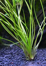 Attēlu rezultāti vaicājumam “Isoetes lacustris leaf”