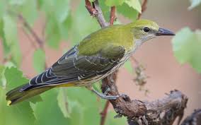 Attēlu rezultāti vaicājumam “Oriolus oriolus female”