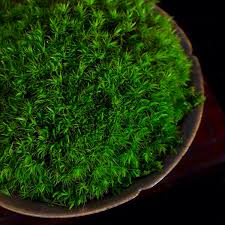 Attēlu rezultāti vaicājumam “| Dicranum”