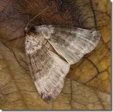 Attēlu rezultāti vaicājumam “Tetheella fluctuosa”