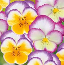 Attēlu rezultāti vaicājumam “Viola uliginosa flower”